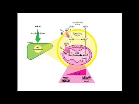 Mitochondrial reactive oxygen species in redox signaling and pathology by Mike Murphy