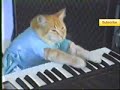 A cat playing a piano like a boss, genius.... Thanks for watching, and please like + favorite to get this more noticed :D Good luck ;) Original video: www.youtube.com Original creator: www.youtube.com