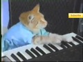 Keyboard Cat 10 Minutes!