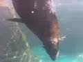 Leão Marinho fazendo graça no Aquario de Santos 