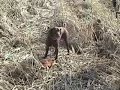 BLAGAJ-- U LOVU-2 BLAGAJ-- U LOVU-2