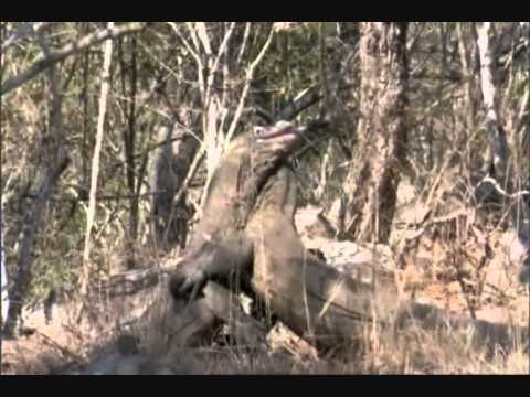 komodo dragon