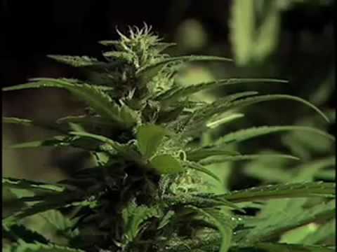 how to grow huge buds