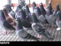 THE WINNER PIGEONS Arona-TENERIFE 2009