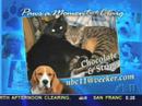Paws For Craig 2 Paws For Craig 2