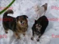 All Dogs Go 2 Heaven?