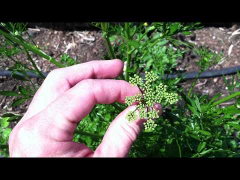 how to harvest italian parsley seeds