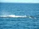 Aussie Rob Whale Watching