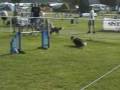 Tia Agility and Obedience 2005 Compilation
