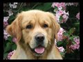 Filemon - my golden retriever Filemon - my golden retriever