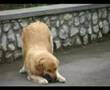 Filemon - my golden retriever