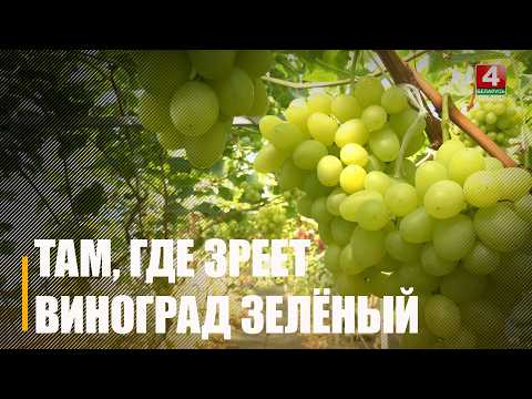 Виноград, кумкват, инжир. Семья Гавриловых выращивает экзотические культуры на Гомельской земле видео
