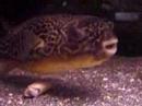 (WC) mbu puffer (cornelius) (WC) mbu puffer (cornelius)