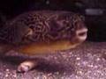 (WC) mbu puffer (cornelius)