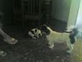 Coco vs Suker (Machupichu)