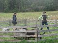 PONien paimennustaipumuksia testataan lampailla.Testing to see if the PONs still have herding instincts.