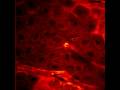 Video: Molecules Moving in Living Cells