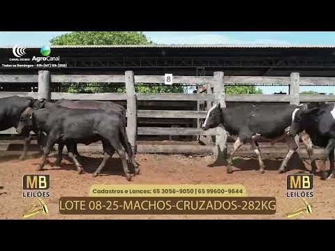 525� LEIL�O VIRTUAL MB LEIL�ES