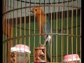 bird-songburung-anis.html