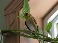 Gontrand chante 3 / Gontrand singing 3 Gontrand chante 3 / Gontrand singing 3