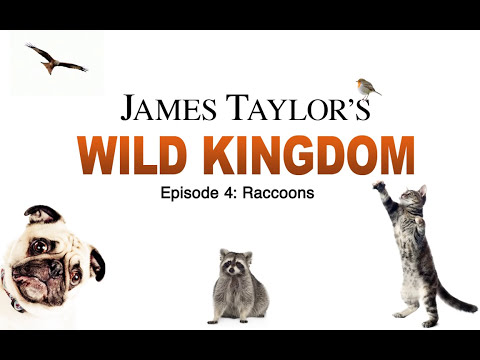 James Taylor’s Wild Kingdom (Episode 4: Raccoons)