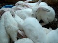 Click here to watch this video thirsty rabbits -.MPG