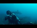Inmersi�n con tiburones grises en Roatan