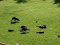 Baby wild turkeys come to visit