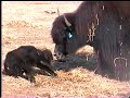 Newborn Tibetan Yak Calf Newborn Tibetan Yak Calf