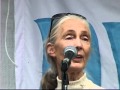 DoggyTV presents Dr. Jane Goodall and her Roots and Shoots Day of Peace Program