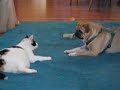 Cat vs. Pug
