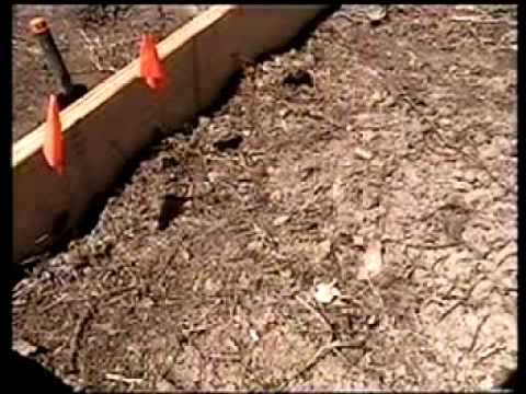 how to replant elephant garlic