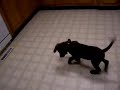 Chocolate Labrador Chocolate Labrador