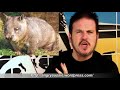 Killer wombats, killer chickens and killer lesbians on TFU Friday - free flv video @ vwatch.tv