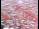 JOGO SP2.avi