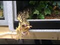 Puff Adder Feeding