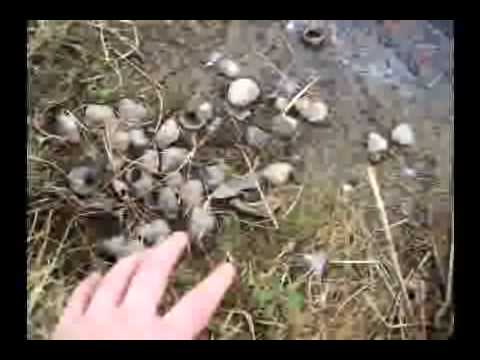 how to locate muskrats