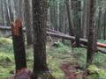 Mossy Whistler Mountain Biking