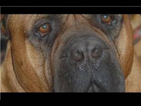 bullmastiff