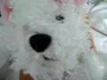 Funny Webkinz