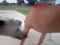 videos de ROFL Bug fight