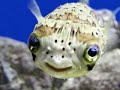 Funny Puffer Fish!!!!