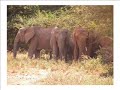 Jambo bwana - Kenya
