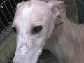 Galgos Operaci�n Harry - Perrera Madrid Video 2
