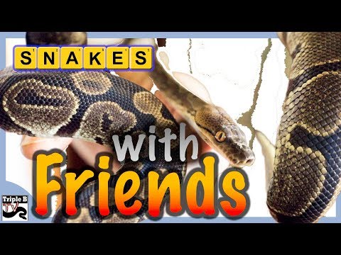 YouTube reptile video