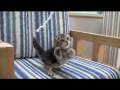 ひもVS子猫 / 〜kitty series〜 kitty VS string / 绳子VS小猫