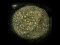 Dance Gavin Dance - Hot Water on Wool (Full) Dance Gavin Dance - Hot Water on Wool (Full)