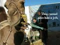 Weird Camel Video Weird Camel Video
