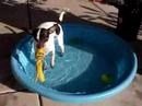 Susa in the pool Susa in the pool