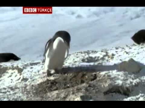 penguen